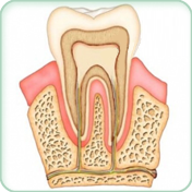 Endodonzia